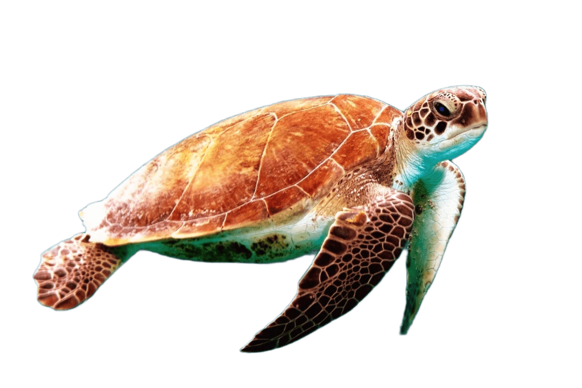 A turtle in the water - background removed 