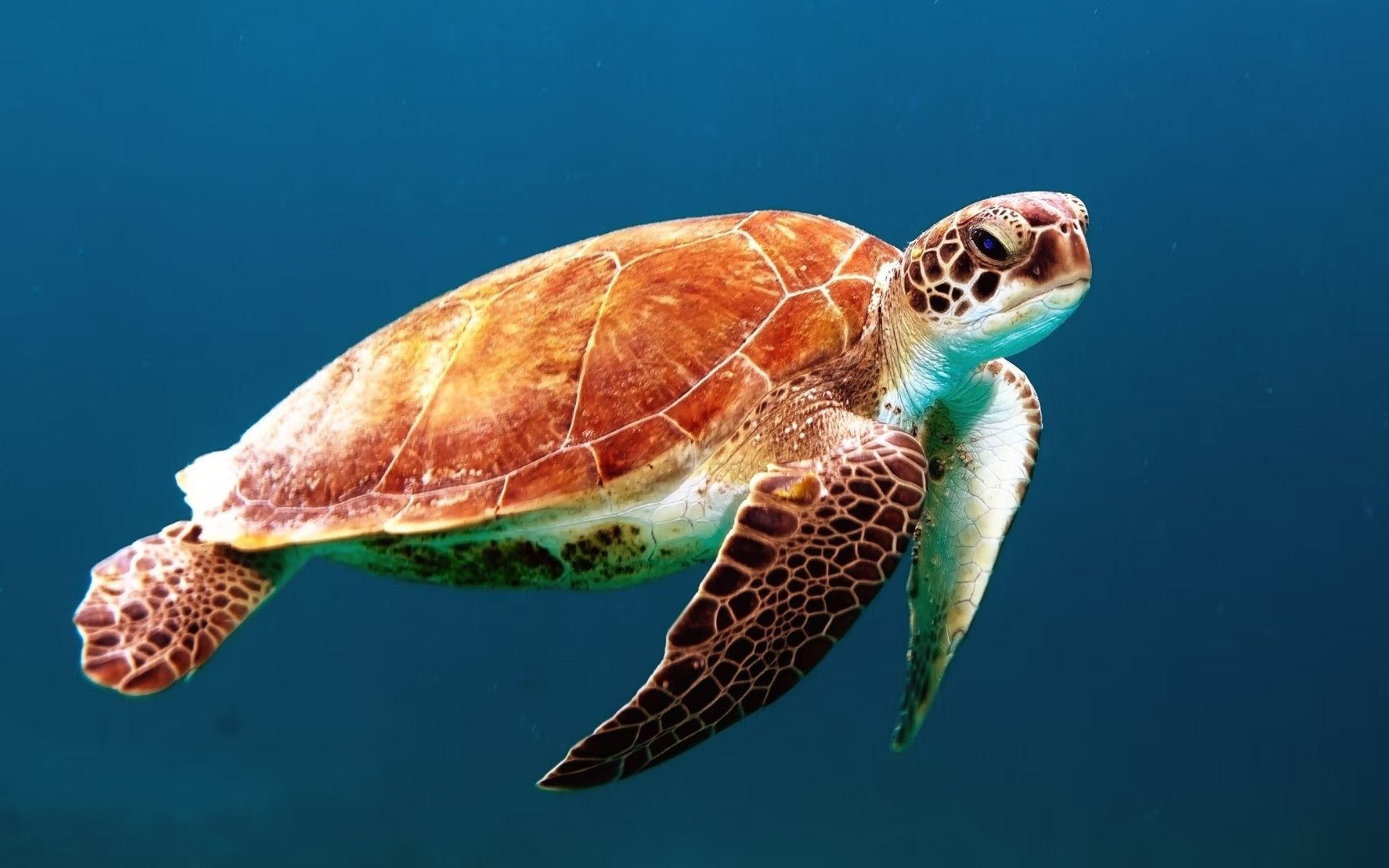 A sea turtle swimming through blue water.
